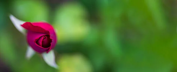 Vue du dessus de rose rouge fermée sur fond vert — Photo