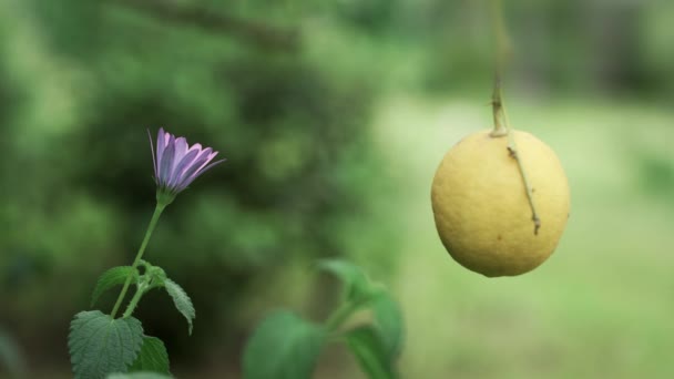 Memotong lemon dari pohon dengan bunga dan latar belakang kabur untuk teks — Stok Video