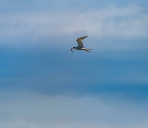 Uccello isolato che vola con i pesci nel becco e nello spazio di testo — Foto Stock