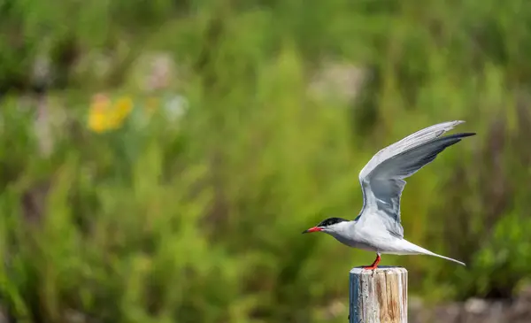 Uccello con ali estese sopra il bastone — Foto Stock