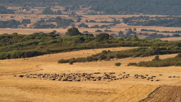 Schafrinder bald am Morgen auf dem Feld — Stockfoto