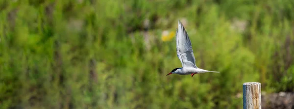 Metin alanı ile çubuğun dışında uçan kuş — Stok fotoğraf