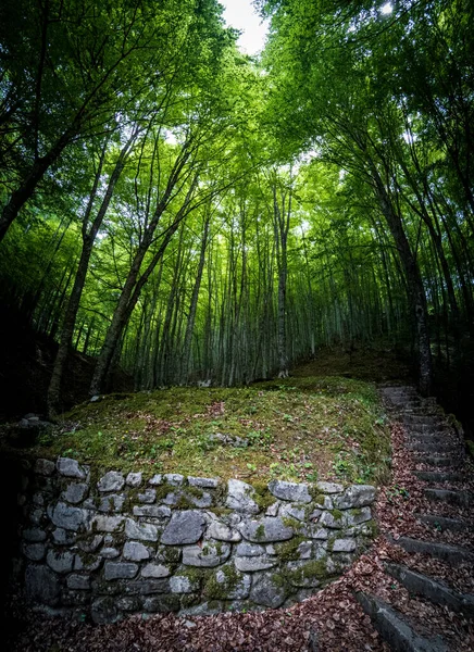 Espetacular pedra passos em direção a floresta de faia — Fotografia de Stock