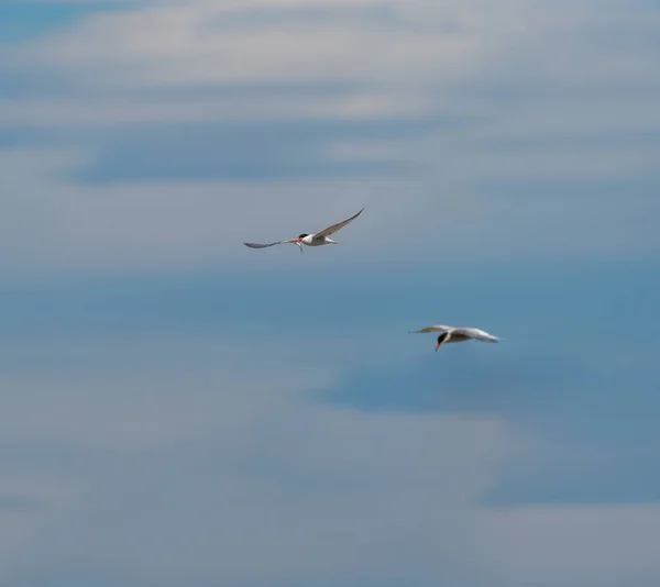 Uccello che vola con i pesci nel becco sopra il cielo nuvoloso — Foto Stock