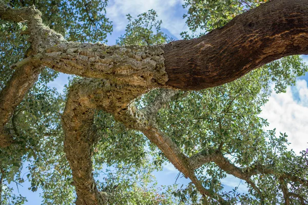 Querce da sughero pelate — Foto Stock