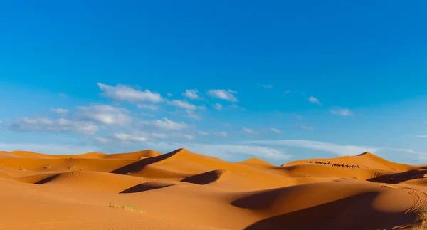 Kamelrader över sanddynerna under blå himmel — Stockfoto