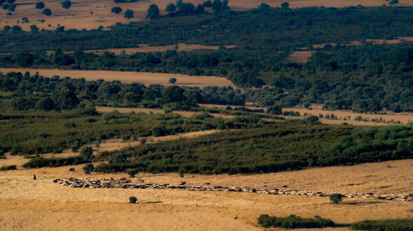 草原上的羊、牛和牧人 — 图库照片