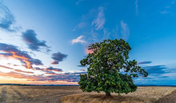 隔離された栗の木と曇りの空の夕日 — ストック写真