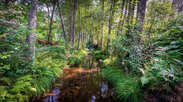 Walking through the middle of the stream — Stock Photo, Image