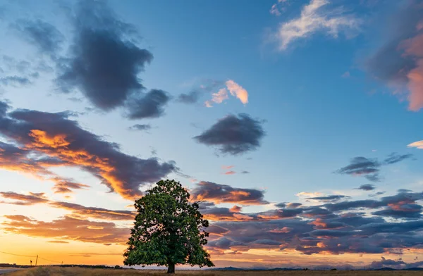 夕阳西下，有孤零零的栗树和多云的天空 — 图库照片