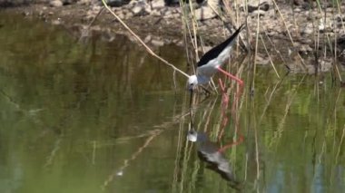 Siyah kanatlı stilt Yavaş çekimde besleniyor