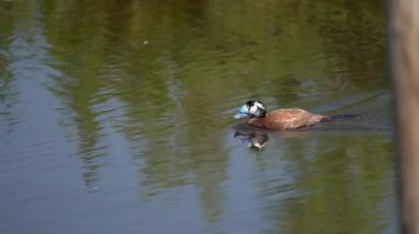 Mavi gagalı ördek gölette ağır çekimde kayıyor.