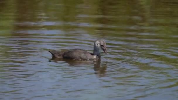 Grande crête grèbe poussin plongée au ralenti — Video