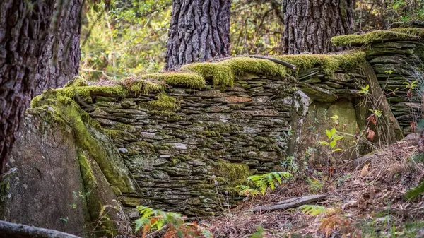 Parede de pedra antiga com musgo verde profundo — Fotografia de Stock