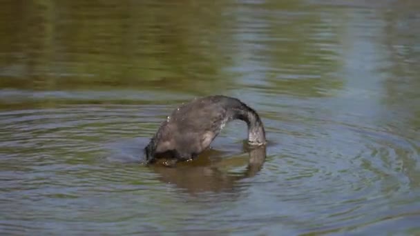 Grebe chick divingのプロフィールビューで遅い動き — ストック動画