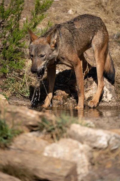 Lobo sediento bebiendo agua en el estanque — Foto de Stock