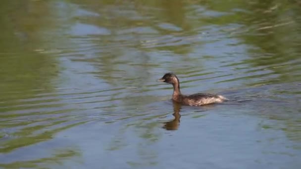 Gran cresta grebe chick perfil en cámara lenta — Vídeos de Stock