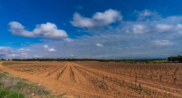 Filas de viñedos optimizadas para cosechar bajo el cielo nublado — Foto de Stock