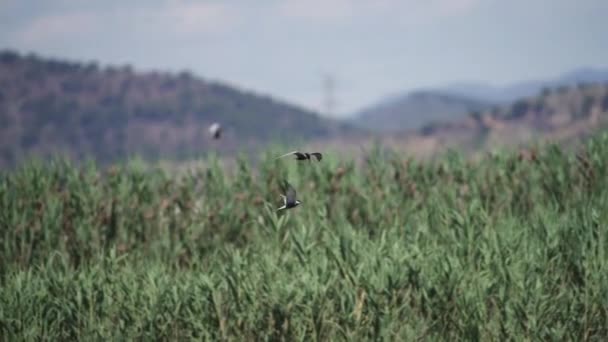 Sternidae pták letí v super zpomaleném filmu — Stock video