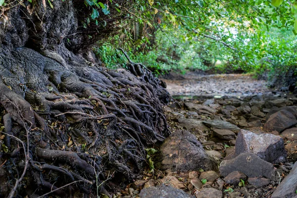 Bancos de rios secos e raízes de árvores em primeiro plano — Fotografia de Stock