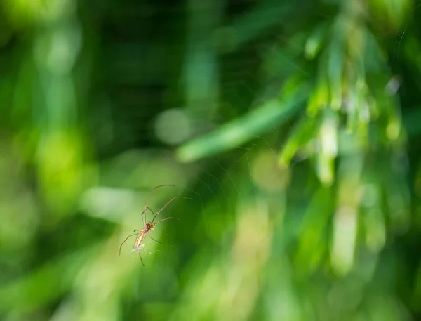 蜘蛛和蜘蛛网覆盖在模糊的绿色背景上 — 图库照片