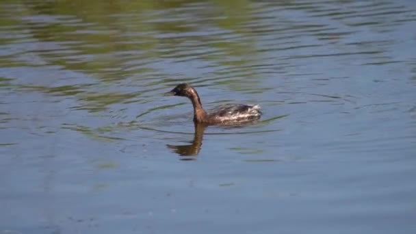 Profile view of grebe chick fishing in slow motion — ストック動画