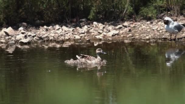 Duck familie wating voor de achtergebleven achter eendje in super slow motion — Stockvideo