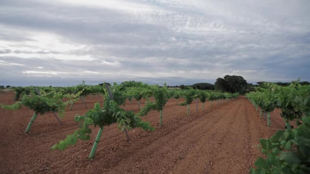 Řady vinic pod zataženou oblohou, mělká hloubka pole — Stock video