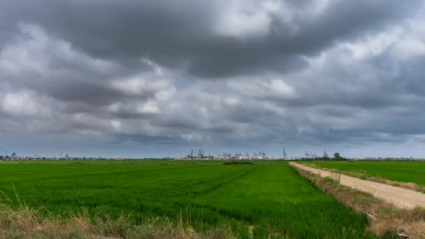 Campos de arroz verde, linha do horizonte e doca comercial timelapse — Vídeo de Stock