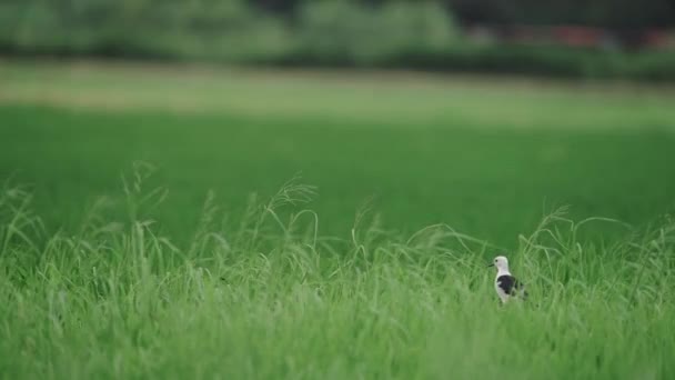 Černokřídlá chůda odlétá z rýžového pole — Stock video