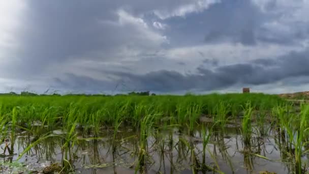 Flooded rice field with growing plants time lapse — Stock Video