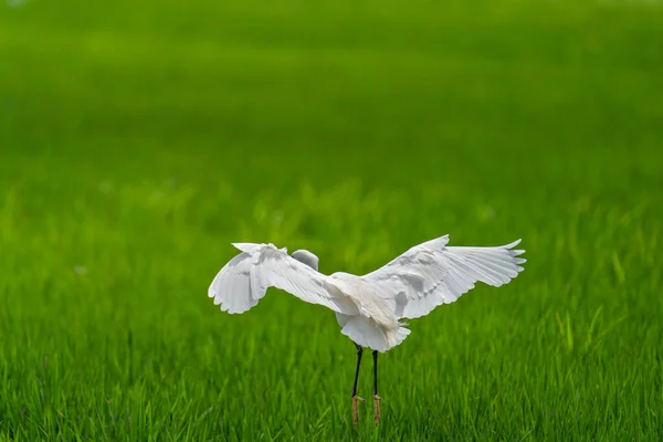 Beyaz balıkçıl pirinç tarlasına iniyor. — Stok fotoğraf