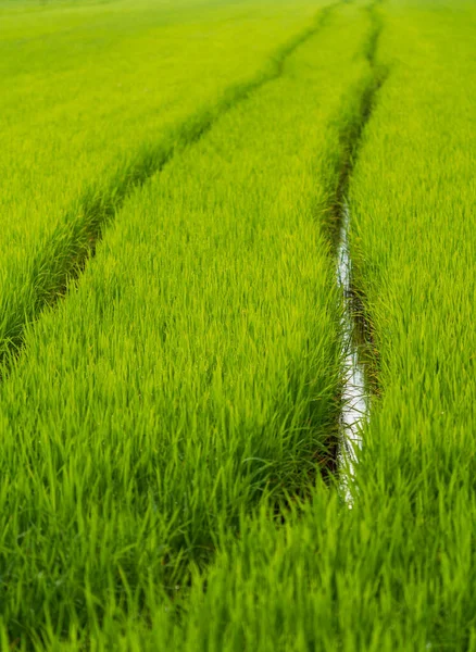 Wheel marks in a flooded green rice field — Stock Photo, Image