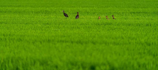 Enten und Ibis inmitten des Reisfeldes — Stockfoto