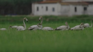 Flamingo grubu sabahın erken saatlerinde pirinç tarlaları üzerinde