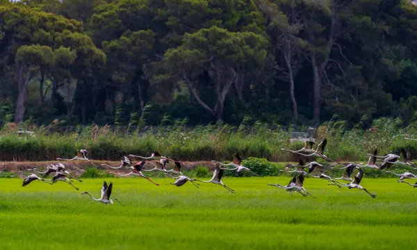 Large flamingo group flying out of the ricefield — Stock Photo, Image