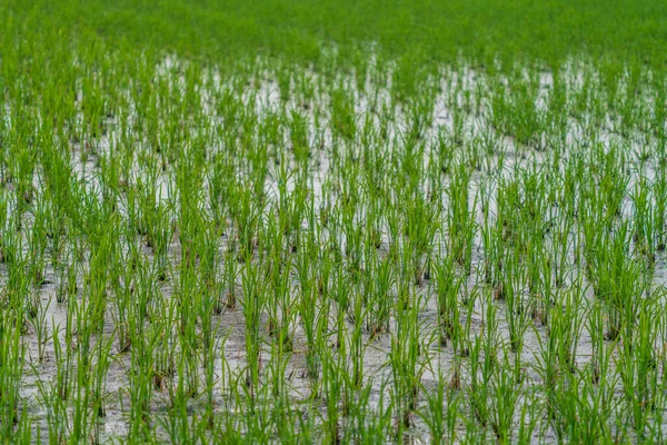 Überflutetes Reisfeld mit grünen Pflanzen — Stockfoto