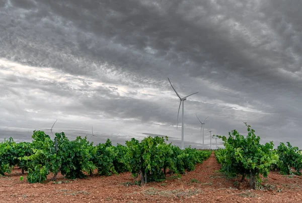 Обширные виноградники и современные ветряные мельницы под серым небом — стоковое фото