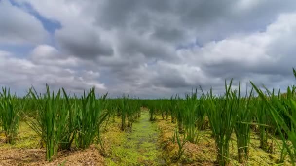 Rice field with growing plant time lapse — Stock Video