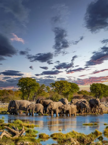 大群大象在伊藤沙公园 — 图库照片