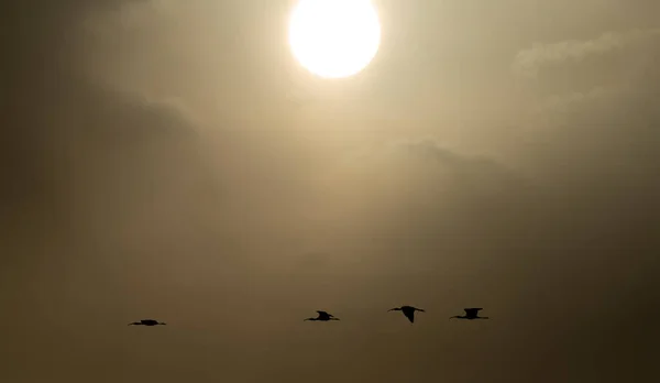 Ibis silhuetas sob o sol brilhante com nuvens — Fotografia de Stock