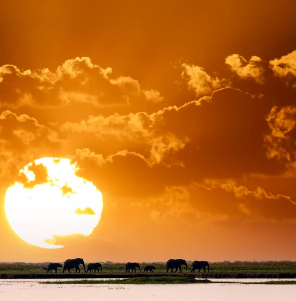 Widok profilu grupy słoni w rzędzie przed słońcem — Zdjęcie stockowe