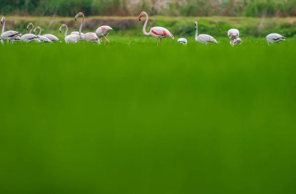 Large group of flamingoes feeding on the ricefield — Stock Photo, Image
