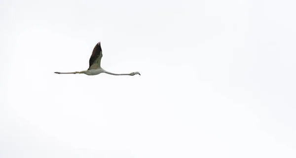 Flamingo flying with extended wings on white — Stock Photo, Image