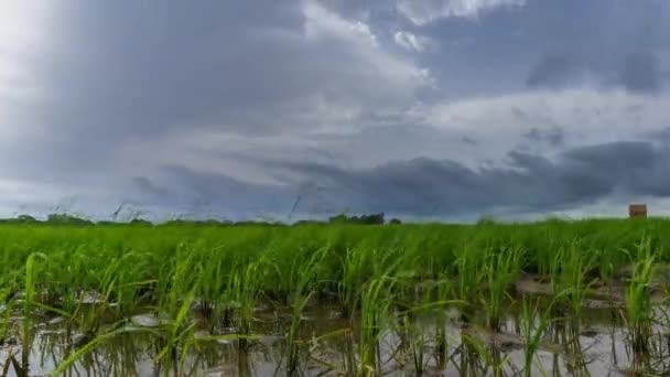 Zaplavené ricefield s rostoucí časovou prodlevou rostlin — Stock video