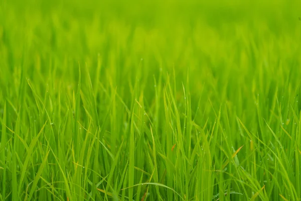 Grönt ris fält bakgrund med grund skärpedjup — Stockfoto