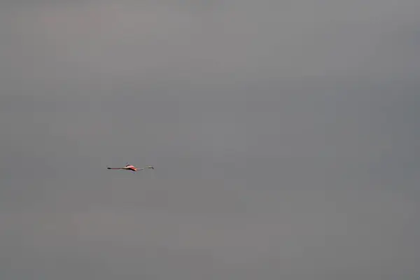 Flamingo simple deslizándose contra el cielo liso para texto —  Fotos de Stock