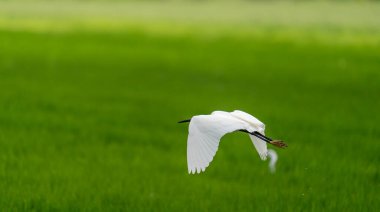 Beyaz balıkçıl pirinç tarlası üzerinde metin boşluğuyla uçuyor