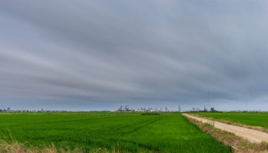 Yeşil pirinç tarlaları, ufuk çizgisi ve ticari liman