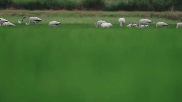 Flamingo skupina krmení přes rostoucí rýžová pole — Stock video